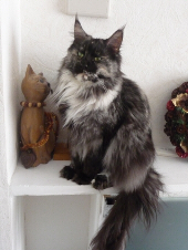 Gracie - Maine Coon